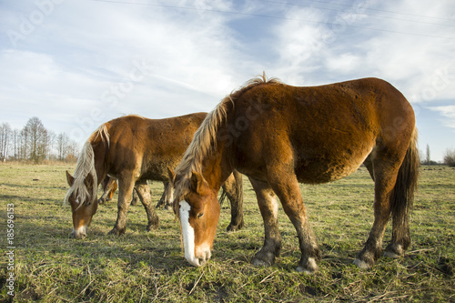 Two horses grazing in a meadow © darekb22
