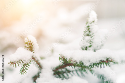 Christmas tree branches with green needles under snow, winter pre-New Year mood, fir-trees.