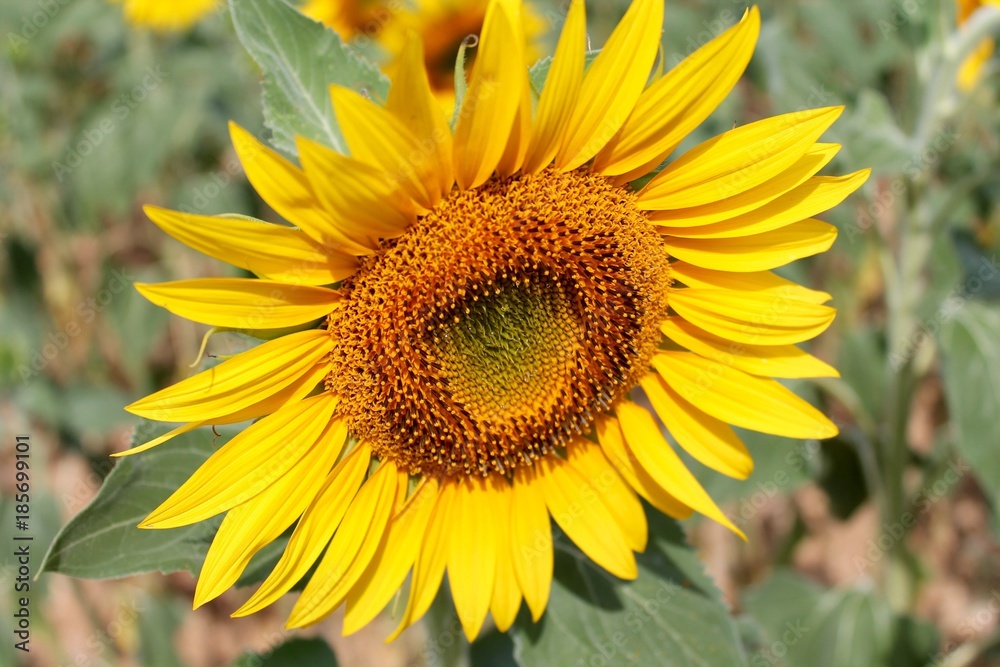 Sunflower Sunflower