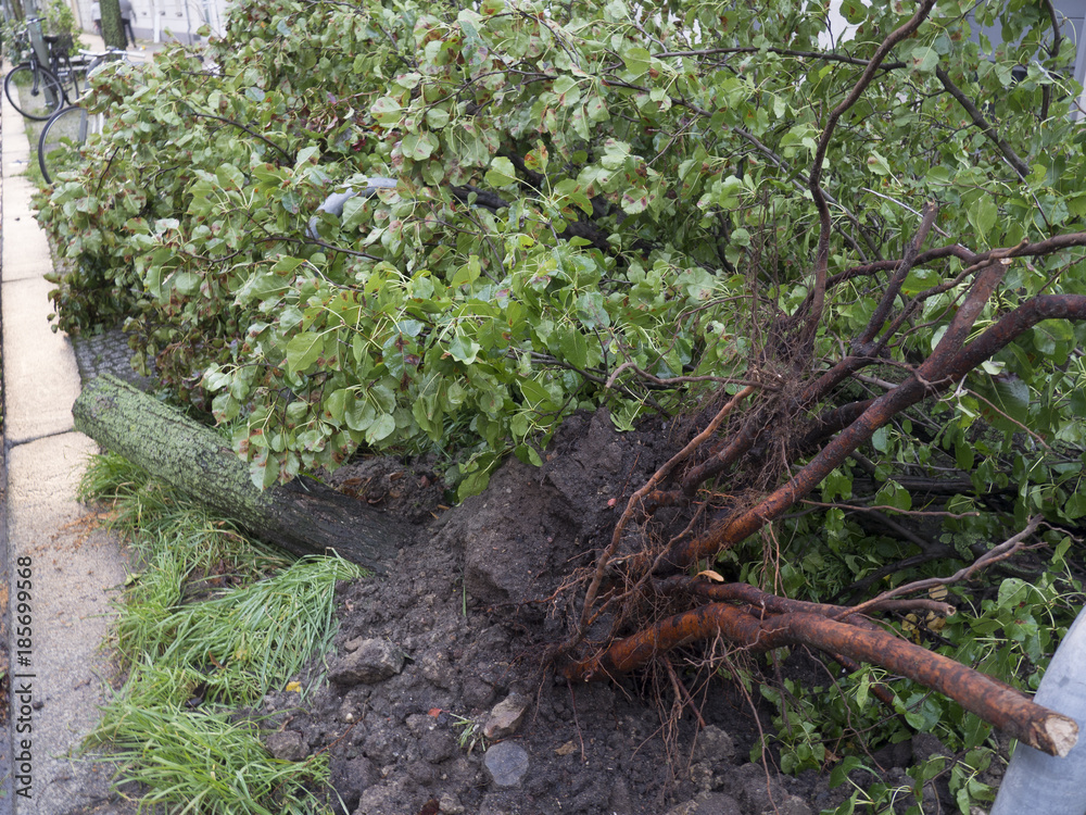 Obraz premium Detalle de raíces de árbol caído en la calle por tormenta y vientos huracanados