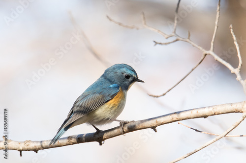 幸せの青い鳥、ルリビタキ