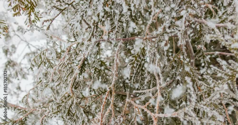 CINEMAGRAPH, 4k, falling snow in the winter forest, loop CINEMAGRAPH, 4k, falling snow in the winter forest, loop