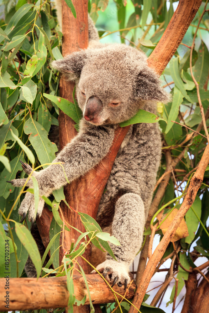 Fototapeta premium Koala in a Eucalupt tree Australia