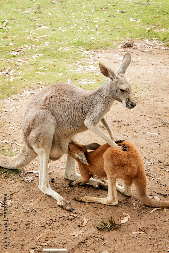 Joey Kangaroo and Mother Australia