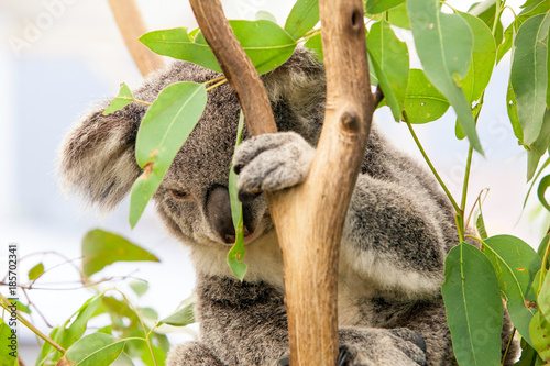 Photography Koala in a Eucalupt tree Australia