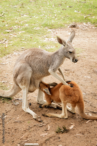 Joey Kangaroo and Mother Australia