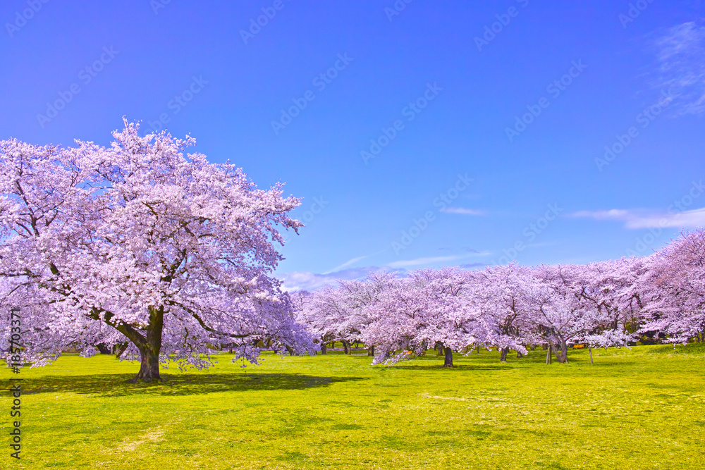 Obraz premium Wiśniowe kwiaty w pełnym rozkwicie