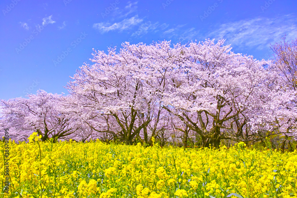 Fototapeta premium 満開の桜と菜の花