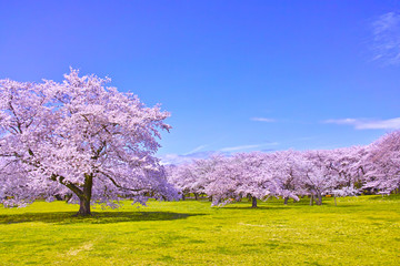 Crédence de cuisine Fleur de cerisier Sakura pleine floraison printemps éclatant  © 7maru