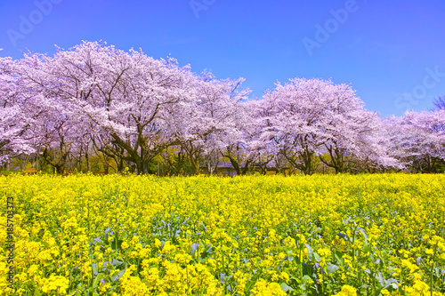 満開の桜と菜の花