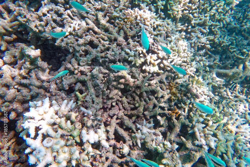 グアム　タモンビーチの水中