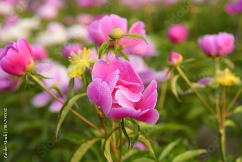 Fototapeta Naklejka Na Ścianę i Meble -  Pink peony flower, close-up
