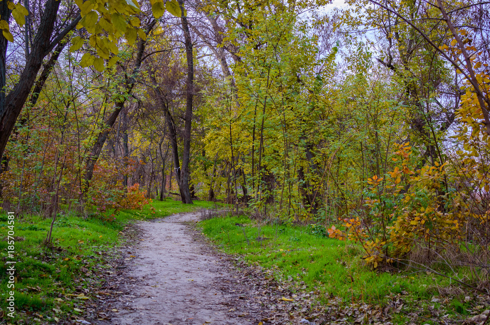 Fototapeta premium Autumn landscape. Hiking trail in the grove