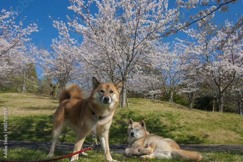 満開の桜と犬たち