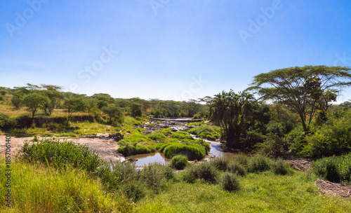 Small swamp among savanna. Serengeti  Tanzania