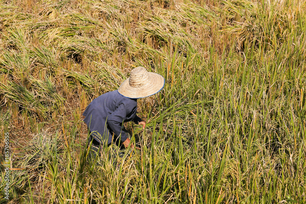 Thai people in the farm Thai people in the farm