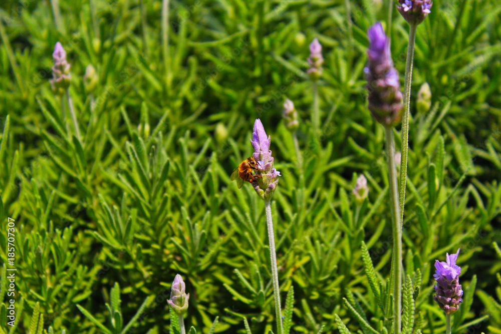 Fototapeta premium abeja polen lavanda 