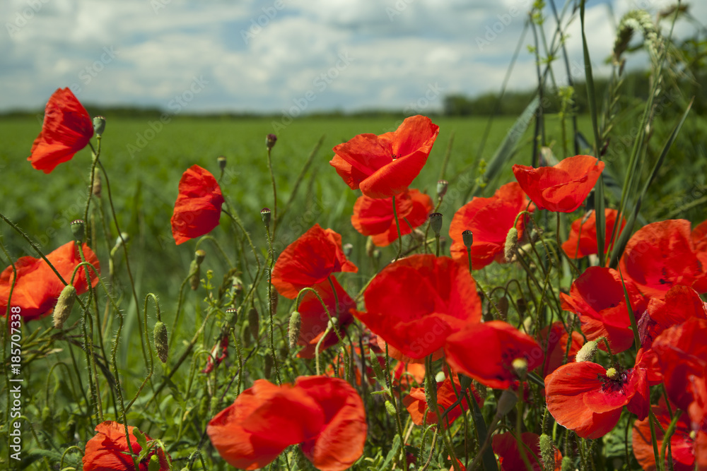 Obraz premium summer, field with poppies