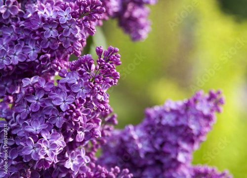 Lilac branch purple