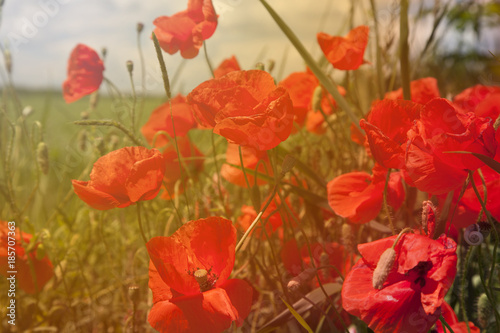 summer, field with poppies