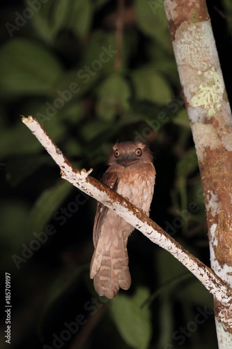 Gould's Frogmouth (Batrachostomus stellatus) in Borneo, Malaysia - ウロコガマグチヨタカ photo