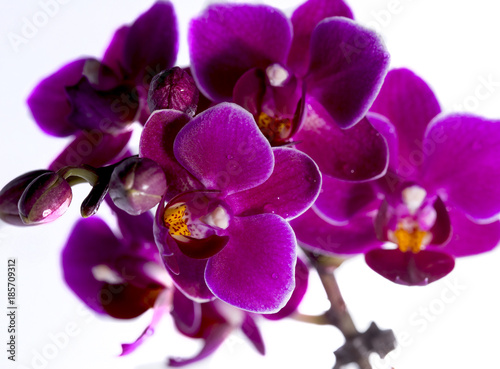 Orchid flower close look - macro