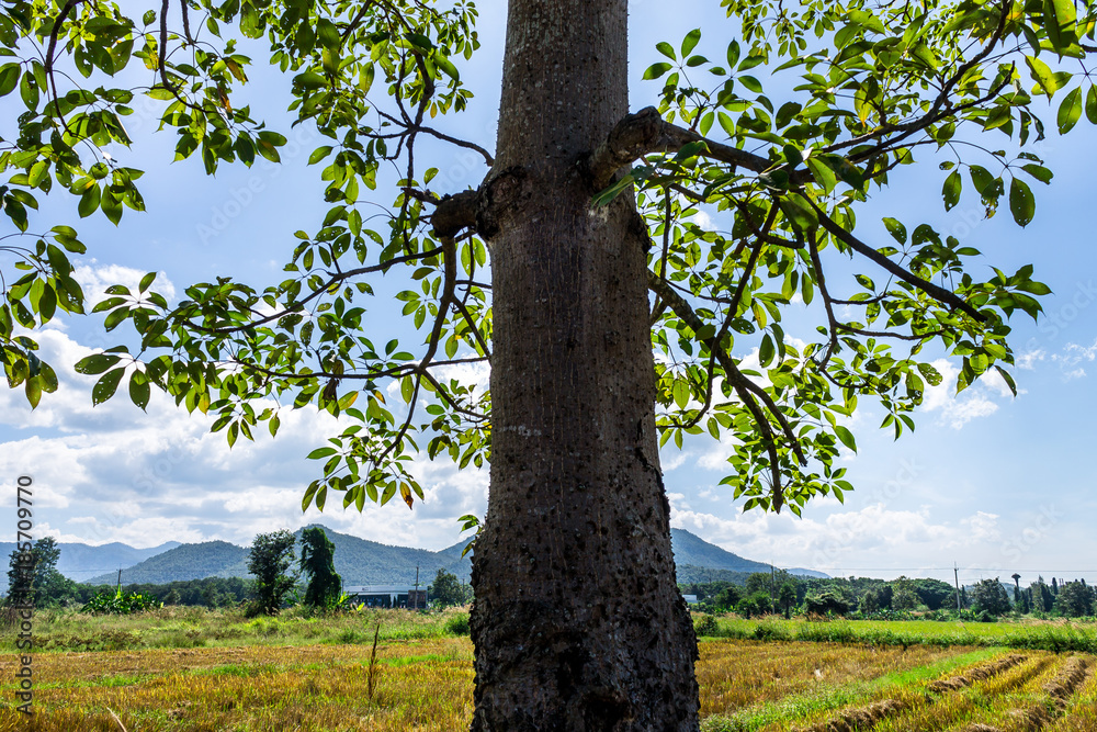 Background of nature