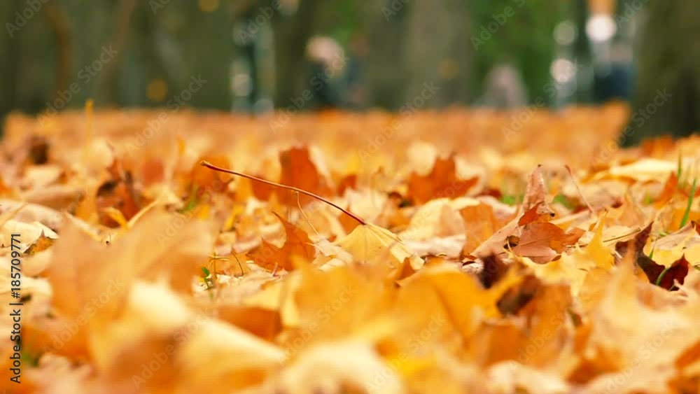 Slow motion . Autumn park in the city with yellow leaves Slow motion . Autumn park in the city with yellow leaves
