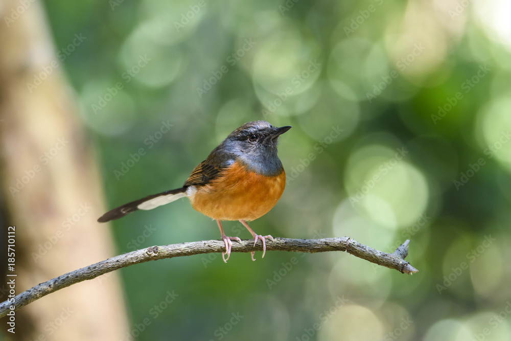 Female white-rumped shama or Copsychus malabaricus perched on tree branch with green Bokeh background Female white-rumped shama or Copsychus malabaricus perched on tree branch with green Bokeh background
