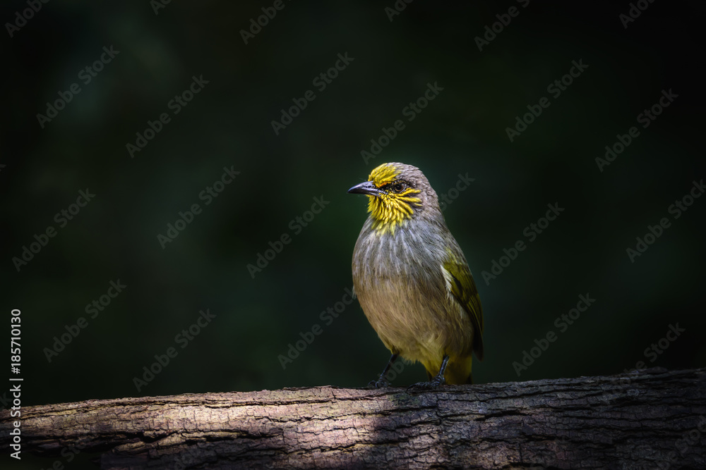 Low key image of Stripe-throated Bulbul or Pycnonotus finlaysoni perched on log in the forest