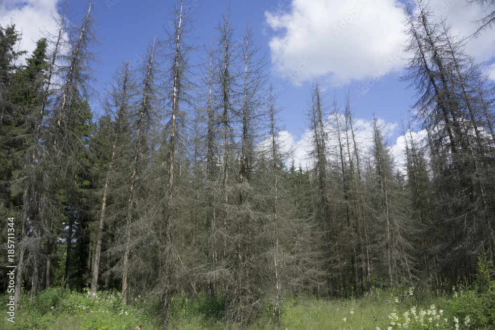 dry gray wood of trees