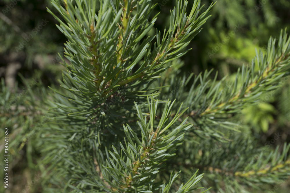 green needles of the coniferous tree texture