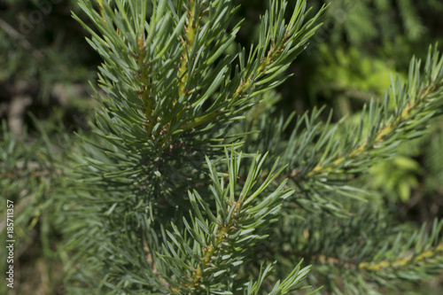 green needles of the coniferous tree texture