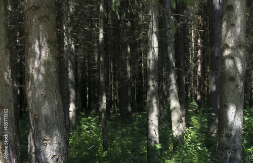 man walking on a path in a strange dark forest with fog