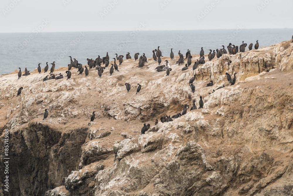 cormorant bird on cliff