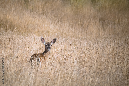 Deer hiding © MikeFusaro