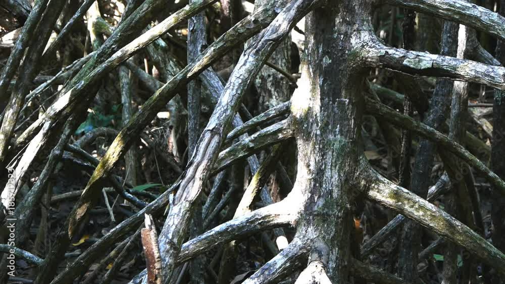 dolly shot of large mangrove roots in the daintree national park in the wet tropics of australia dolly shot of large mangrove roots in the daintree national park in the wet tropics of australia