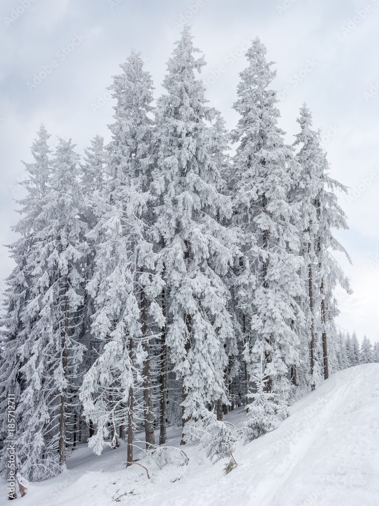 Group of snow-covered fir trees in the Carpathians Group of snow-covered fir trees in the Carpathians