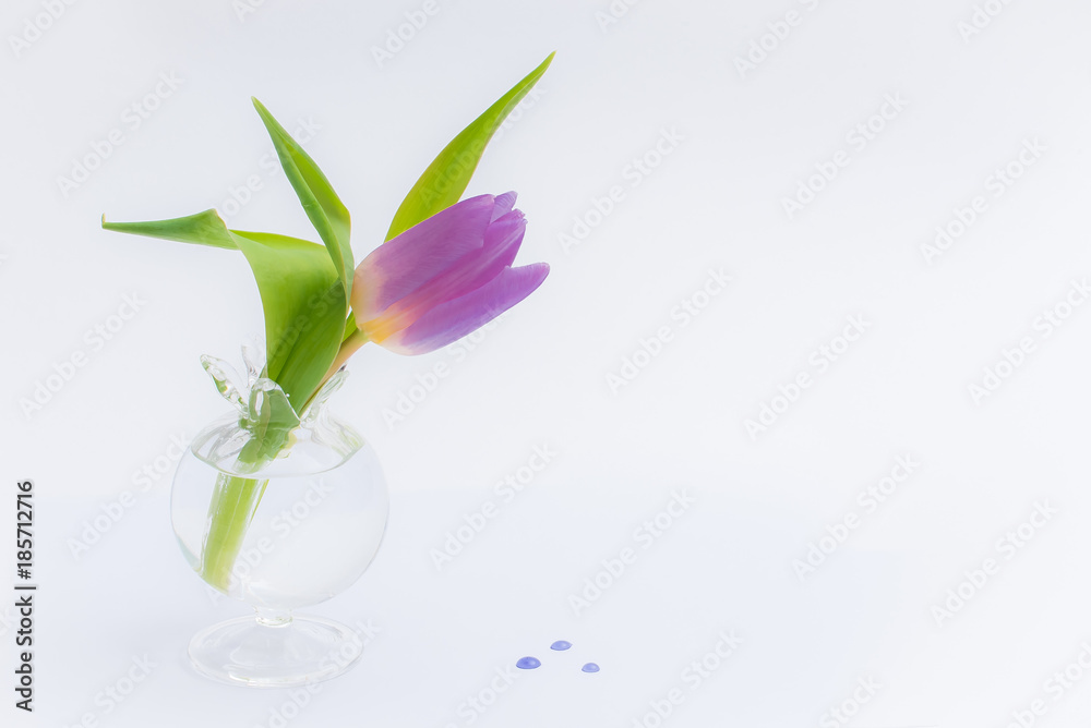 Light purple tulip in a glass vase isolated on a white background, with purple drops on the ground
Light purple tulip in a glass vase isolated on a white background, with purple drops on the ground