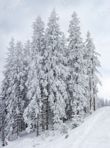 Group of snow-covered fir trees in the Carpathians © An-T