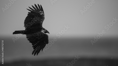 Dead eye Vulture