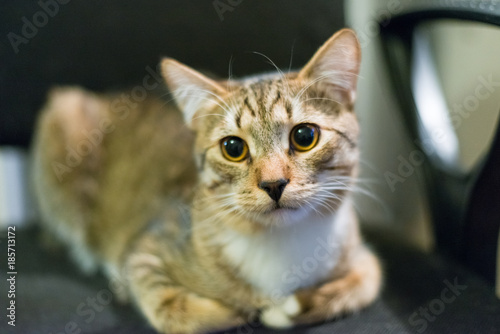 Fototapeta Naklejka Na Ścianę i Meble -  Depressed tabby cat face looking in work office. Cat with big eyes tired of office work. Tabby cat look sad depressed in office. Portrait of cute pretty kitten face surprised or wary animal. Sad pet