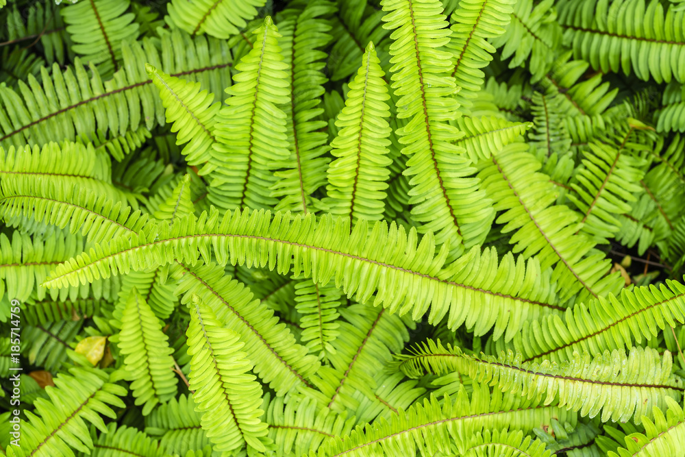 Green native fern or Nephrolepis cordifolia in the garden , Thailand Green native fern or Nephrolepis cordifolia in the garden , Thailand