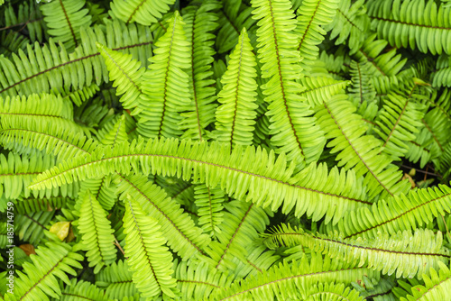 Green native fern or Nephrolepis cordifolia in the garden   Thailand