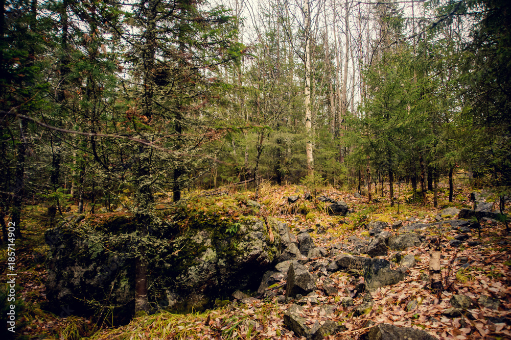 Obraz premium beauty morning's fog over the mystic forest