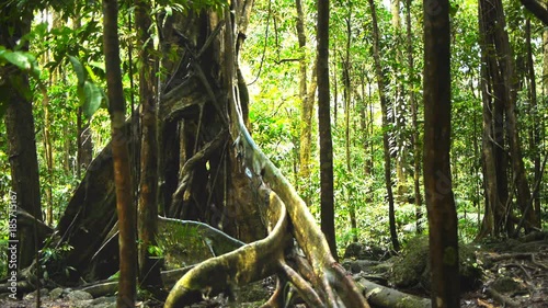 a dolly shot of the buttress roots of a giant tree in the daintree rainforest photo