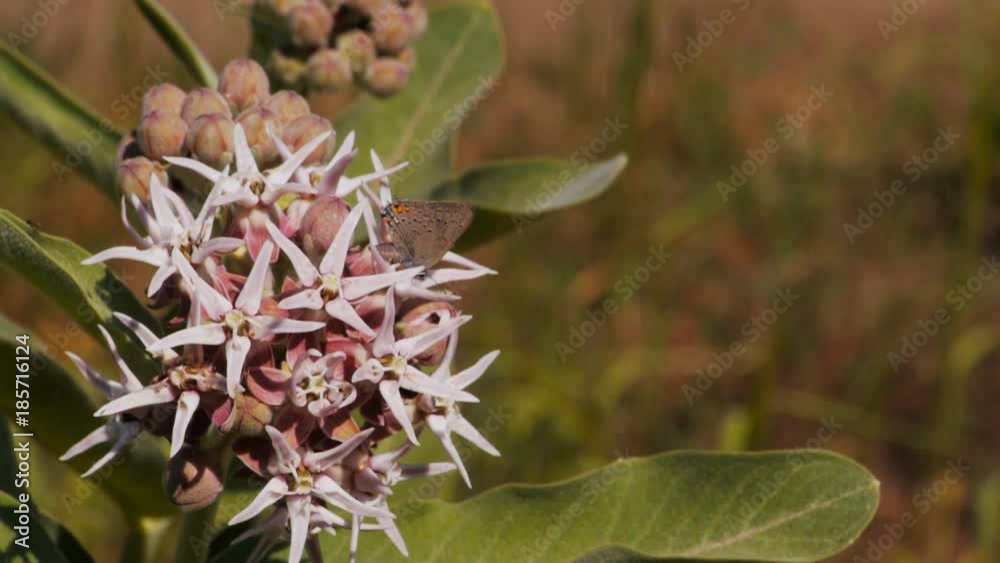 a butterfly collects nectar from a wildflower in yosemite national park a butterfly collects nectar from a wildflower in yosemite national park