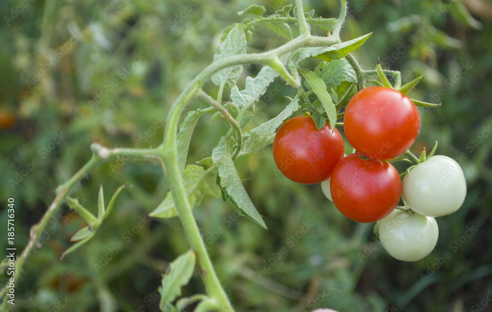Fresh cherry tomatoes on a bush. Seasonal vegetables.