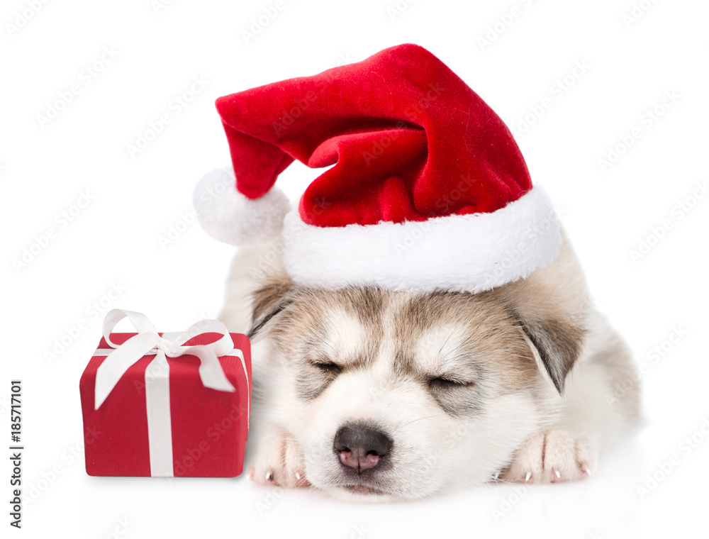 Sleeping alaskan malamute puppy in red christmas hat with gift box. isolated on white background Sleeping alaskan malamute puppy in red christmas hat with gift box. isolated on white background