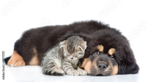 Sad tabby kitten sits under the puppy s ear. isolated on white background